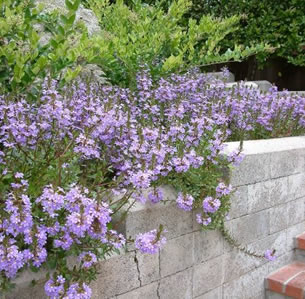 Low Maint. Ground cover